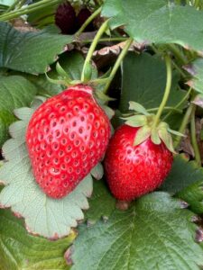 いちご🍓