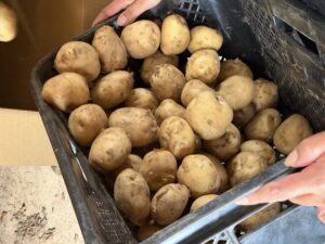 🥔じゃがいもをいただきました😋